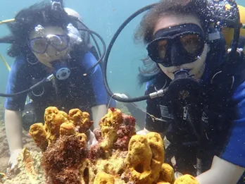 Mergulho nos Corais <br> em Salvador